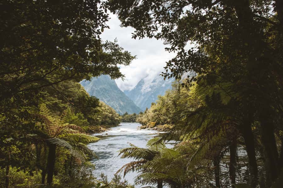 Milford Sound: Self-Guided Milford Track Day Walk - Service quality: the driver helps, and English info keeps it smooth