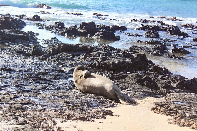 Mokulua Islands Self-Guided Kayak Adventure - Paddle to the seabird sanctuary: what you’ll likely see on the water