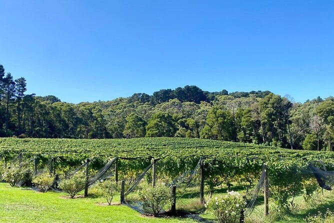 Mornington Peninsula Self-Guided Bike Tour | Food & Wine Region - Price, included gear, and how this tour fits your day