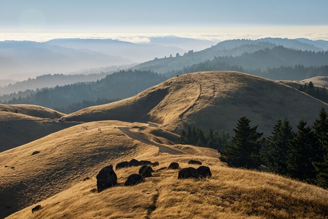 Muir Woods Self-Guided Driving and Walking Audio Tour - Stop on Muir Woods Road: redwood ecology, conservation, and wildlife