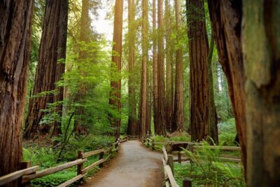 Muir Woods Self-Guided Driving and Walking Audio Tour - The first stop: panoramic views and the Mount Tamalpais railway story