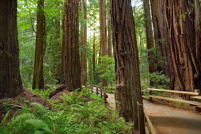 Muir Woods Self-Guided Driving and Walking Audio Tour - Price and value: $16.99 per group is the real deal