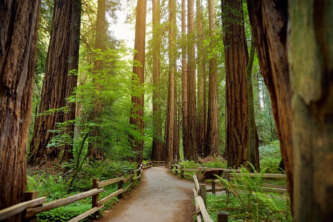 Muir Woods Self-Guided Driving and Walking Audio Tour - The first stop: panoramic views and the Mount Tamalpais railway story