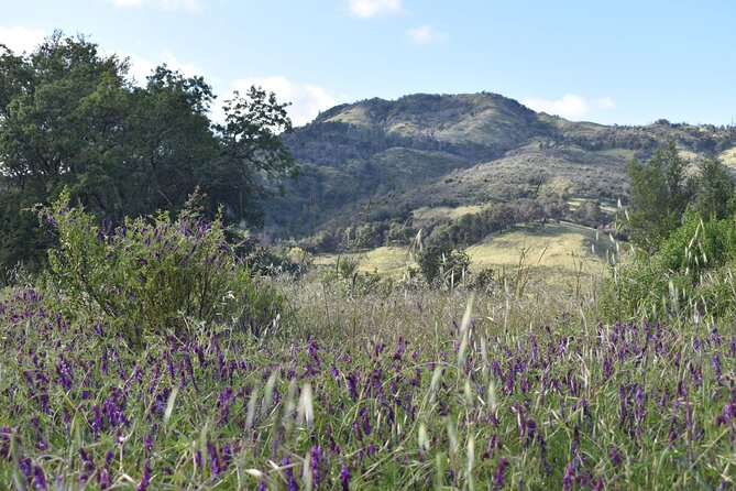Napa Valley & Sonoma Self-Guided Audio Driving Tour - London Ranch Road, Jack London, and biodynamic winemaking