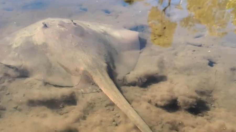 Noosa Heads: Hidden Waterways Wildlife Kayak (Self-Guided) - Key things that make this kayak trip worth it