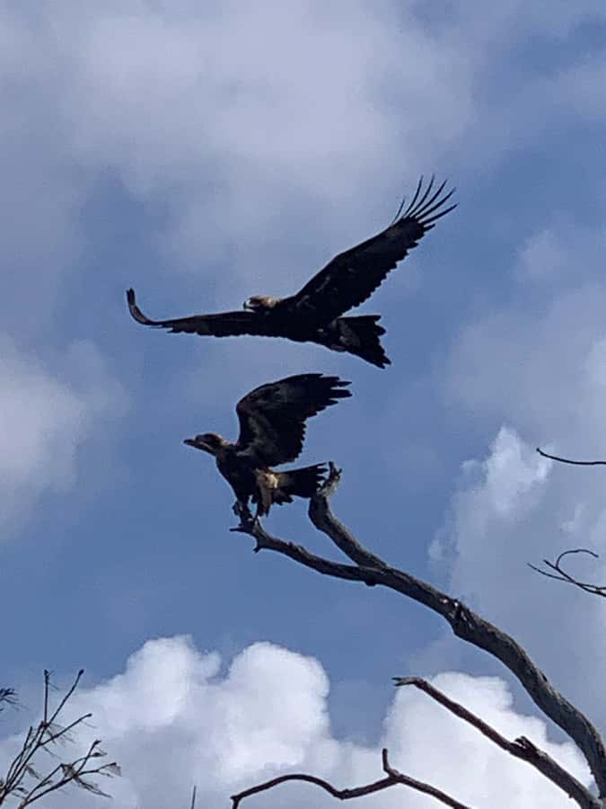 Noosa Heads: Hidden Waterways Wildlife Kayak (Self-Guided) - Should you book Hidden Waterways Wildlife Kayak in Noosa?