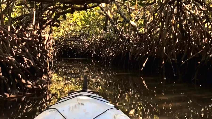 Noosa Heads: Hidden Waterways Wildlife Kayak (Self-Guided) - Paddling Weyba Creek: Why the mangrove tunnels feel so different