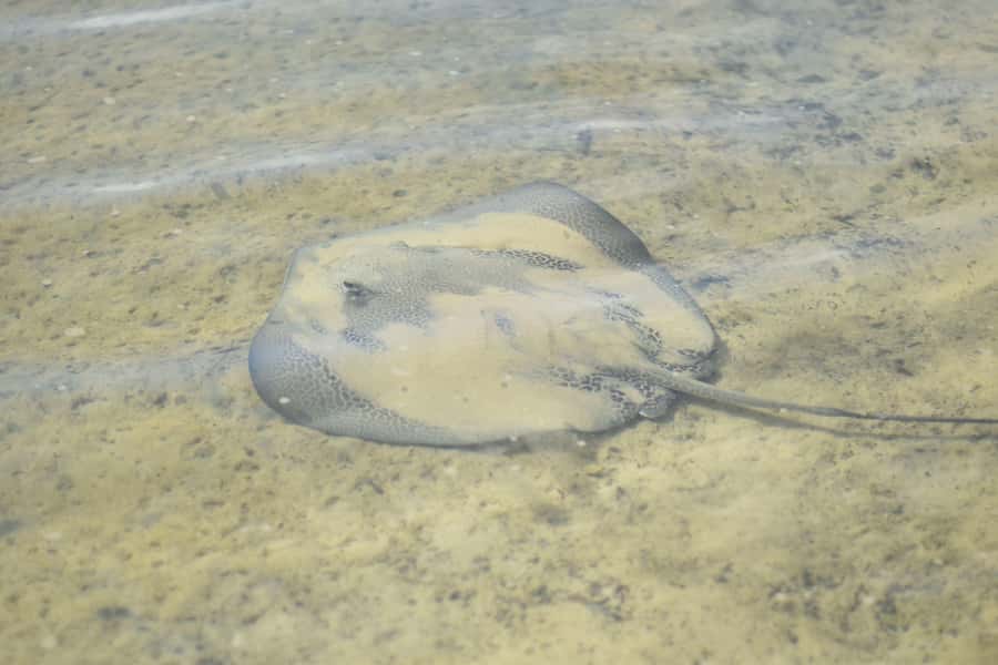 Noosa Heads: Hidden Waterways Wildlife Kayak (Self-Guided) - The optional swim stop: when it’s worth getting out of the kayak