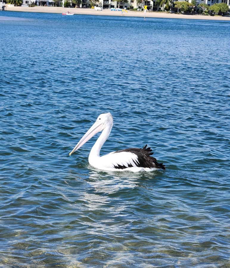 Noosa Heads: Hidden Waterways Wildlife Kayak (Self-Guided) - Who should book this (and who should skip it)