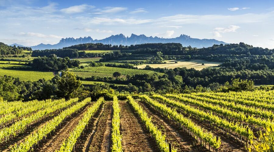 Penedès/BCN: Self-Guided eBike Tour with guided Winery Visit - Quick Tips That Make This Tour Go Smoothly