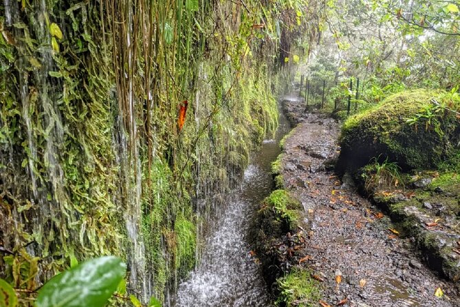 PR9 Caldeirão Verde Queimadas Levada Self-Guided Hiking Transfer - Transport Plus Group Size: What It Feels Like On the Van