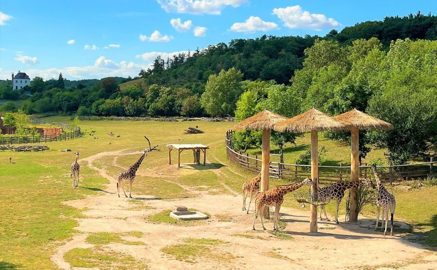 Prague: Prague Zoo Audio Guide with E-Ticket - Wheelchair accessibility: the practical side