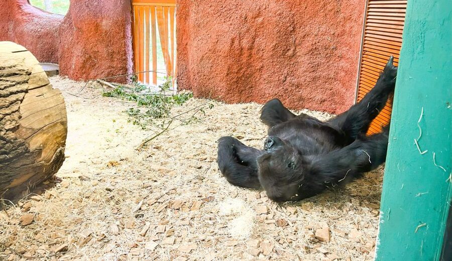 Prague: Prague Zoo Audio Guide with E-Ticket - How long should you plan? This zoo eats time