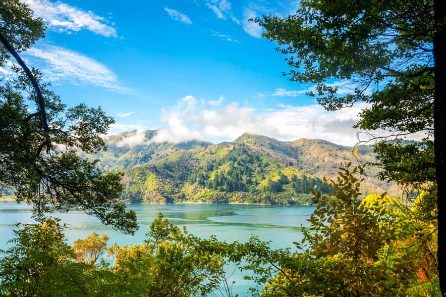 Queen Charlotte Track: Cruise & Self-Guided Hike from Picton - The Queen Charlotte Track from Picton: why this cruise-and-walk works