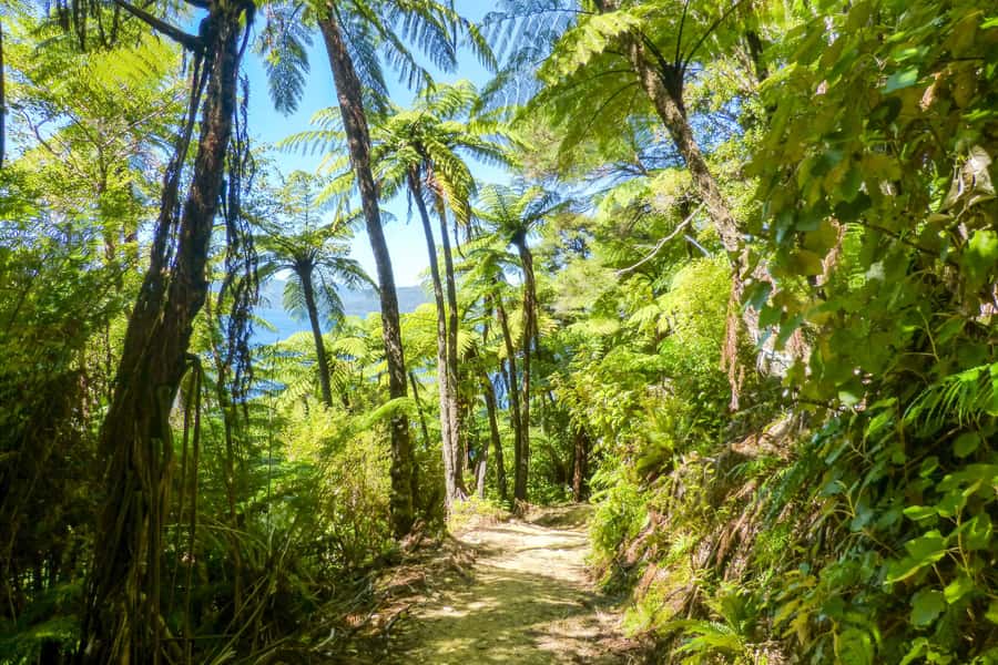 Queen Charlotte Track: Cruise & Self-Guided Hike from Picton - Ship Cove to Furneaux Lodge (17 km): climbs, Tawa Saddle views, and Resolution Bay