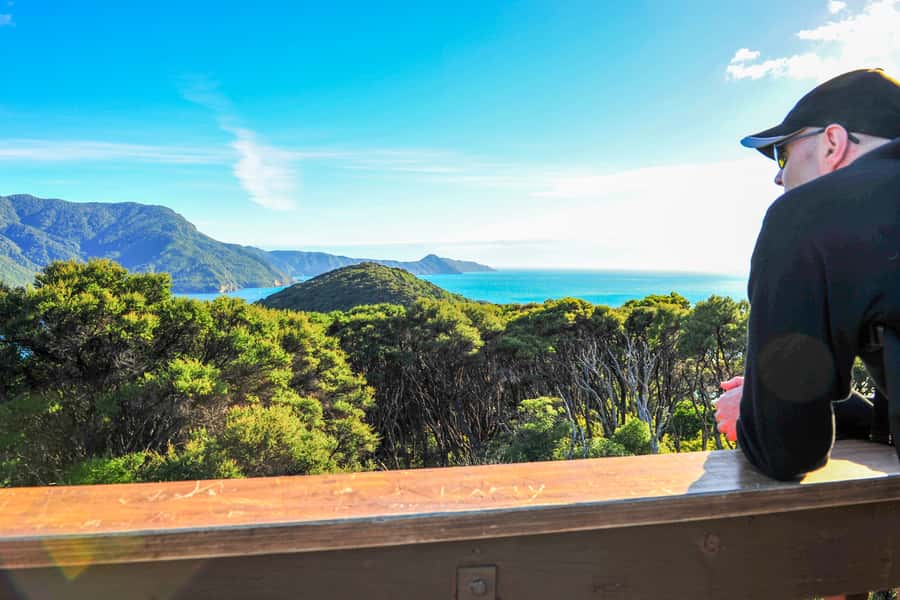 Queen Charlotte Track: Cruise & Self-Guided Hike from Picton - Wildlife on the water and along the track: what to watch for