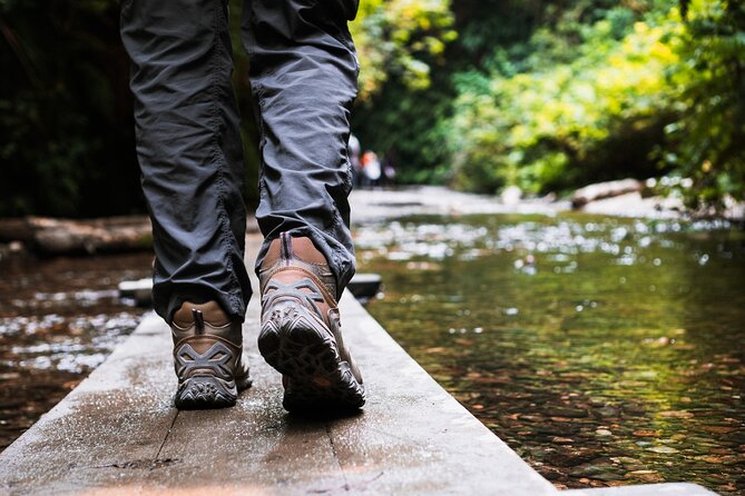 Redwood National Park Self-Guided Audio Tour - Beaches and canyons: Gold Bluffs, Fern Canyon, and Lady Bird Johnson Grove