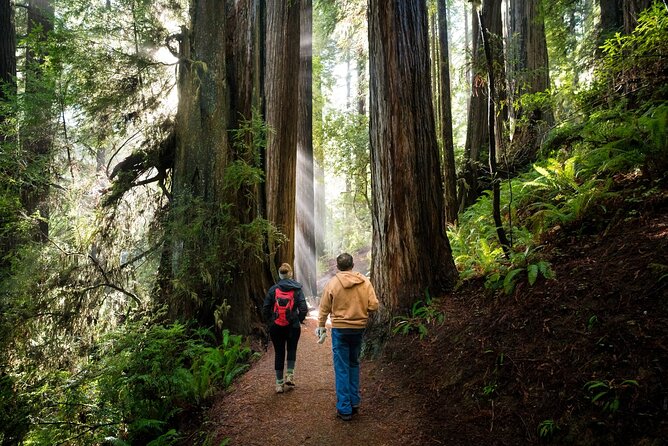 Redwood National Park Self-Guided Audio Tour - What to skip, what to prioritize, and how to pace the 13–14 hour day