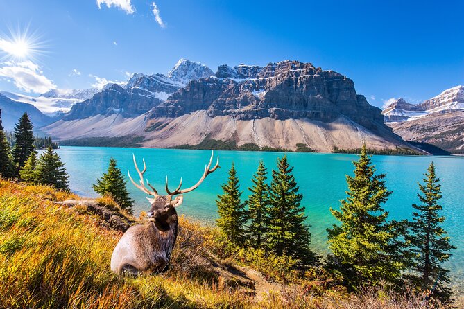 Rocky Mountain National Park Self-Guided Driving Audio Tour - Price and value: $16.99 for up to 4 is the headline