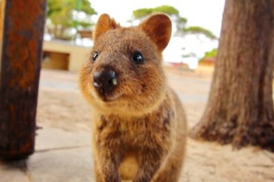 Rottnest Island - E-Rickshaw Tour with private guide - Where to meet: Thomson Bay beside Dome Cafe