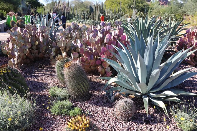 Saguaro National Park Self-Guided Driving Audio Tour - Quick walks and cultural stops: Valley View, petroglyphs at Signal Hill, and what to look for