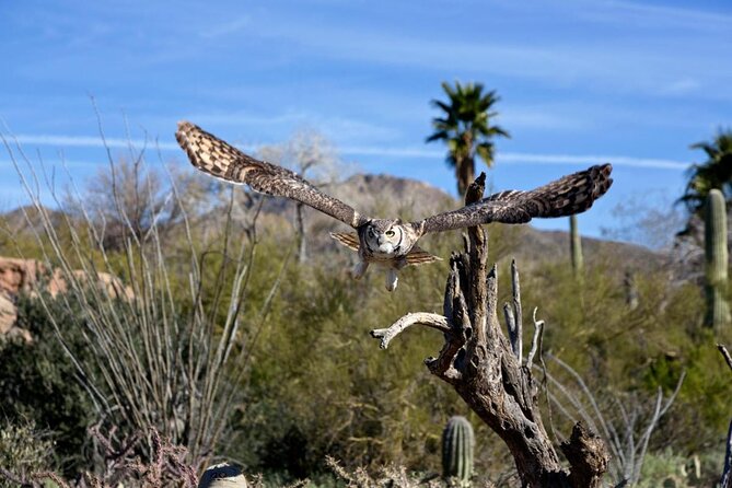 Saguaro National Park Self-Guided Driving Audio Tour - Hugh Norris Trail and Mica View: tougher terrain and a calmer loop with birds and views