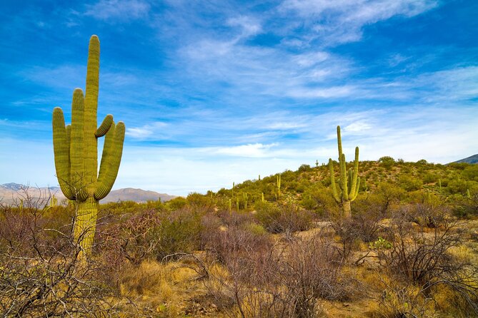 Saguaro NP and Mt. Lemmon Self Guided Driving Audio Tour Bundle - Key highlights worth planning around