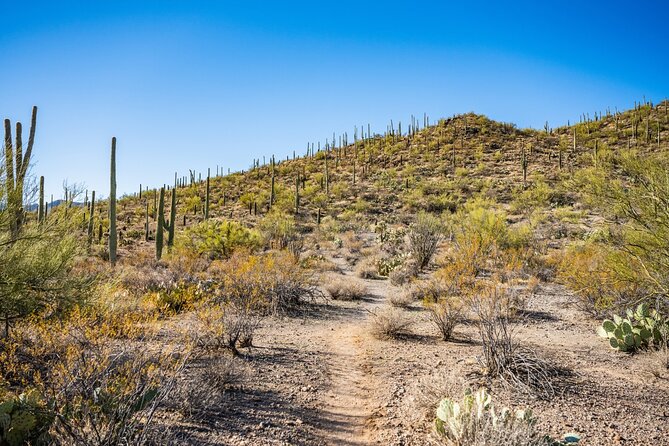Saguaro NP and Mt. Lemmon Self Guided Driving Audio Tour Bundle - Price and value: why $24.99 per group makes sense here