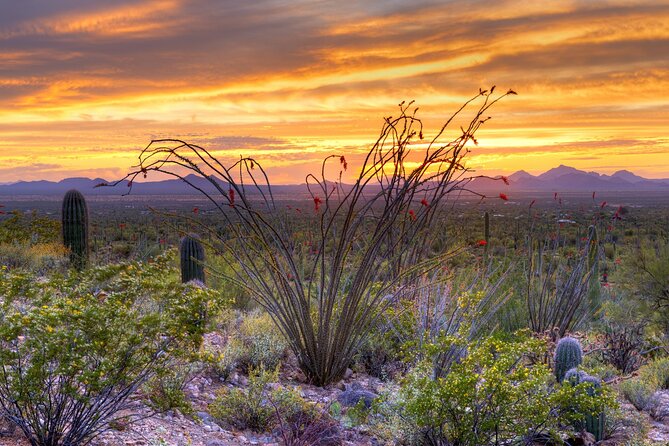 Saguaro NP and Mt. Lemmon Self Guided Driving Audio Tour Bundle - Overlooks, pine shade, and the hoodoo story you can see with your own eyes