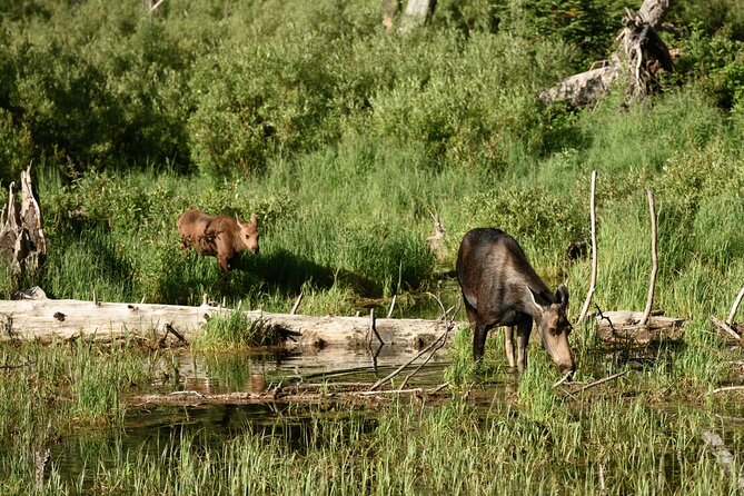 Self-Guided Audio Driving Tour in Grand Teton National Park - Who This Audio Driving Tour Is Best For