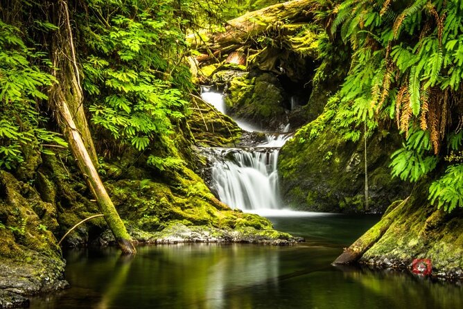 Self-Guided Audio Driving Tour in Olympic National Park - Lake Quinault and Quinault Rain Forest: glacier-shaped scenery and giant trees