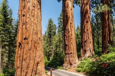 Self-Guided Audio Driving Tour in Sequoia and Kings Canyon - Price and Value: $24.99 for Up to 8, Plus Park Pass Reality