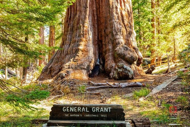 Self-Guided Audio Driving Tour in Sequoia and Kings Canyon - Small Drawbacks You Should Plan For