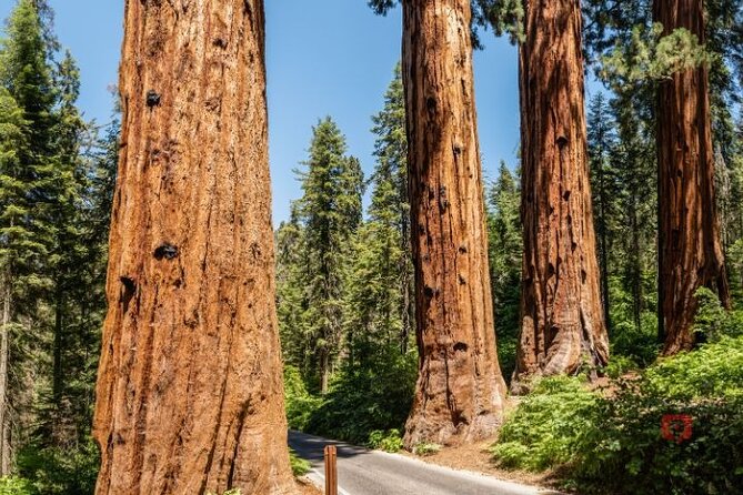 Self-Guided Audio Driving Tour in Sequoia and Kings Canyon - Price and Value: $24.99 for Up to 8, Plus Park Pass Reality