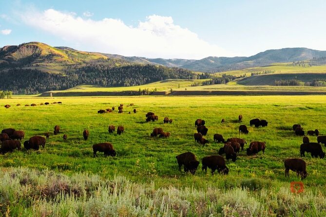 Self-Guided Audio Driving Tour in Yellowstone and Grand Teton - How the GPS Audio Autoplay Actually Works in Your Car
