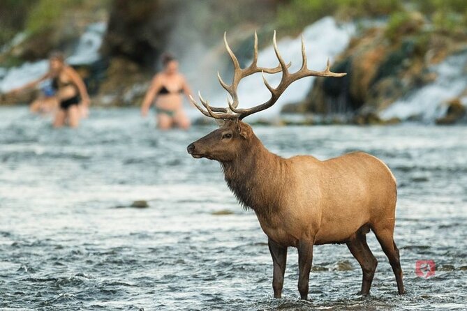 Self-Guided Audio Driving Tour in Yellowstone and Grand Teton - Price and Value: Why $32.99 Per Group Usually Beats a Guided Day