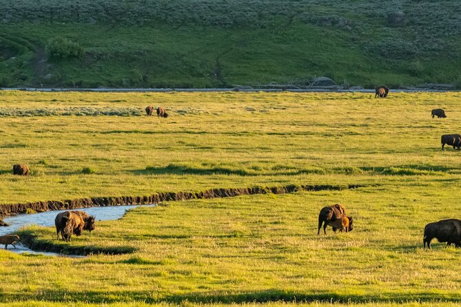 Self-Guided Audio Driving Tour in Yellowstone National Park - How the audio “guided feel” works while you drive