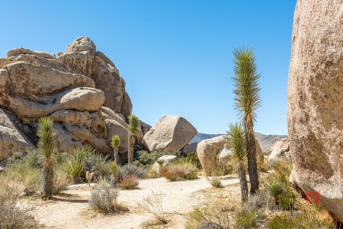 Self-Guided Driving Audio Tour in Joshua Tree National Park - FAQ