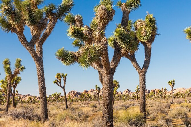 Self Guided Driving Audio Tour of Palm Springs - Palm Springs Visitor Center to Movie Colony: Mid-Century Starts Here