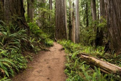 Self Guided Driving Audio Tour of Redwood National and State Park - Price and Value: $19.99 Per Group Beats Most One-Off Guided Options