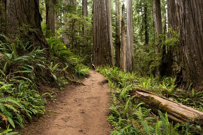 Self Guided Driving Audio Tour of Redwood National and State Park - Price and Value: $19.99 Per Group Beats Most One-Off Guided Options