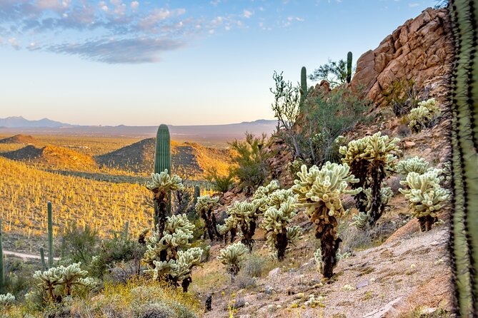 Self Guided Driving Audio Tour of Saguaro National Park - Price and value: $19.99 per group for up to 8