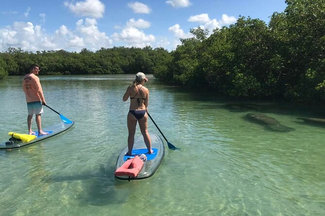 Self-Guided Island Tour: CLEAR/Standard Kayak, SUP-Bonita Springs - Choosing Your Craft: CLEAR Kayaks, Standard Kayaks, or SUPs