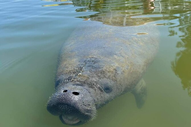 Self-Guided Kayaking Manatee and Dolphin Tour - Paddling skills: flat-water competence is the real requirement
