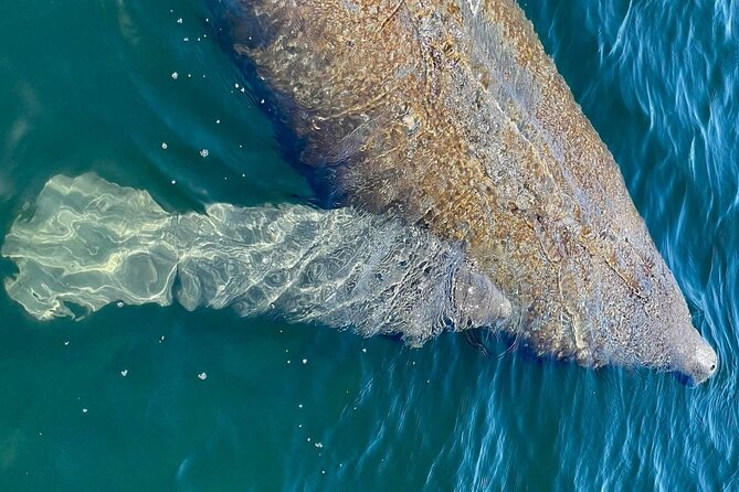 Self-Guided Kayaking Manatee and Dolphin Tour - Price and value: what $55 gets you, and what to budget for