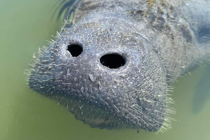 Self-Guided Kayaking Manatee and Dolphin Tour - Practical tips that make or break the trip