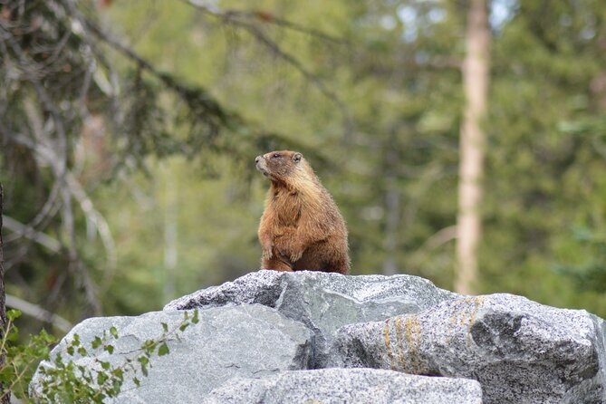Sequoia & Kings Canyon NP Self-Guided Driving Audio Tour - Moro Rock stairs and the cabin history stops