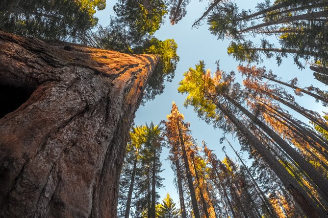 Sequoia & Kings Canyon NP Self-Guided Driving Audio Tour - General Sherman to General Grant: the big-tree corridor you came for