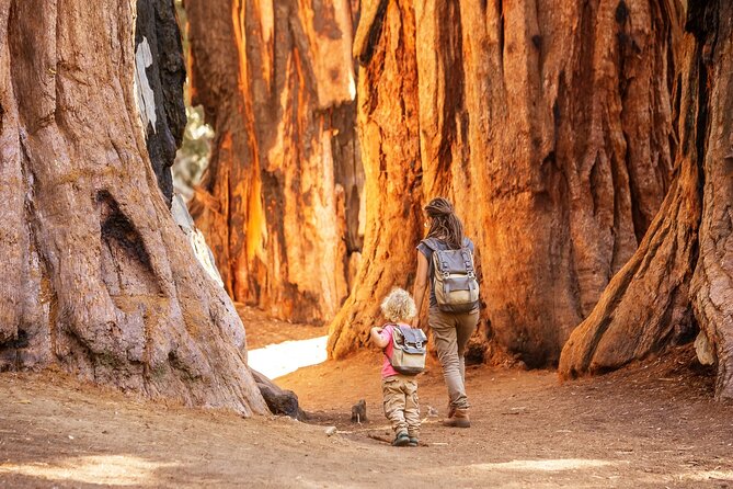 Sequoia National Park Self-Guided Audio Tour - Giant Forest Museum, Big Trees Trail, and General Sherman Tree