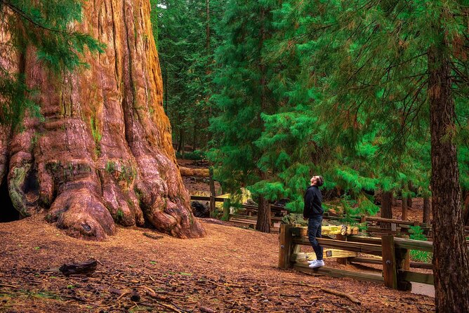 Sequoia National Park Self-Guided Audio Tour - Lodgepole, Tokopah Falls, and the Comfort Break at Wuksachi